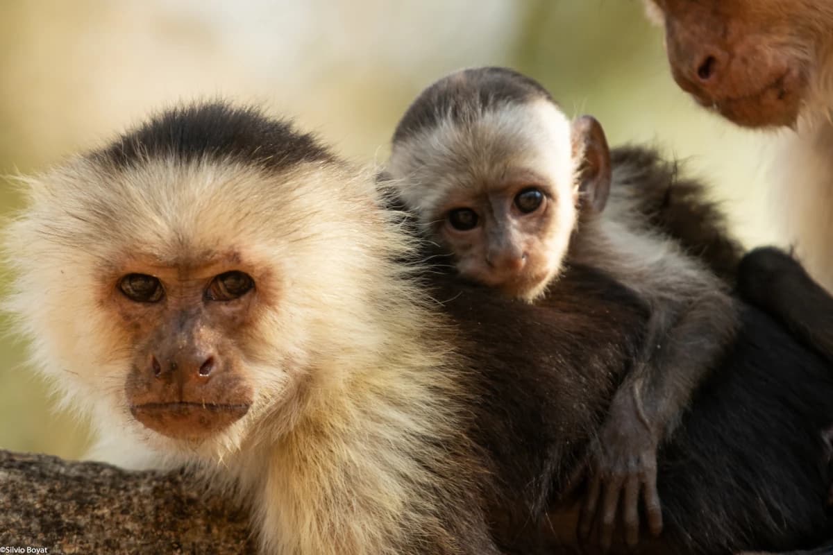White-faced capuchin monkey and its baby observing the photographer