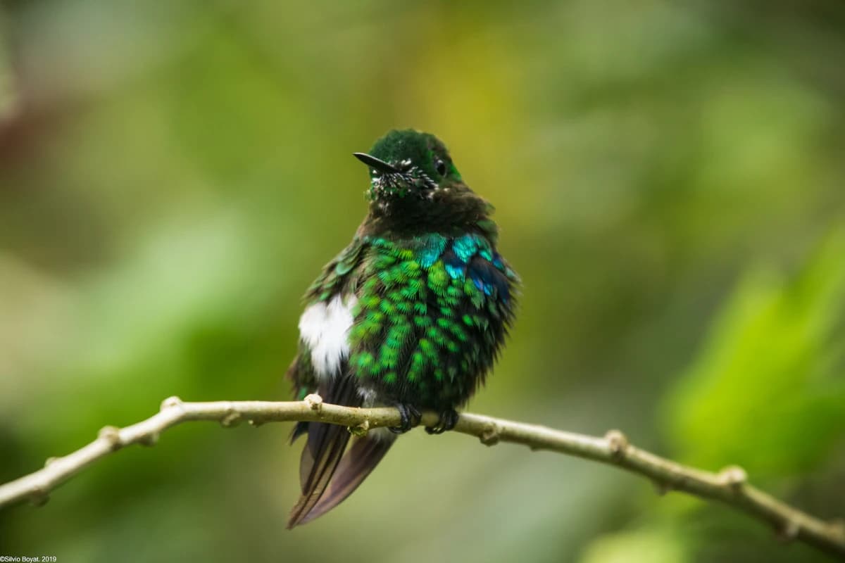 Close-up of a Talamanca hummingbird perched on a branch