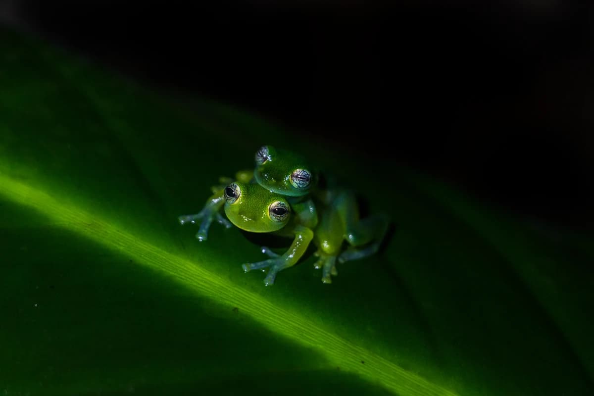 Two Glass Frogs (Sachatamia ilex) resting on a leaf. Their translucent appearance provides them with discretion and therefore protection. They live in the humid tropical forests of Central America.