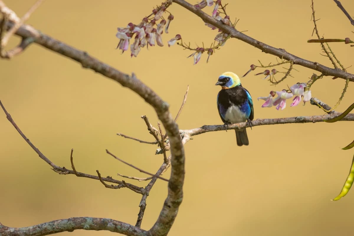 Golden-hooded Tanager, a tropical blue bird perched on a branch